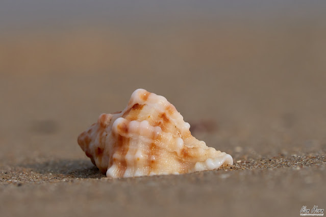 Seashell on the Beach
