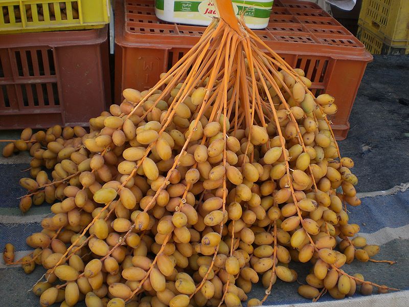 Kuwait Bakers Blog Date Palm and Varieties of Date fruits