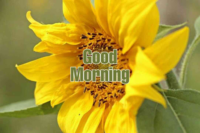 Good morning images with flowers