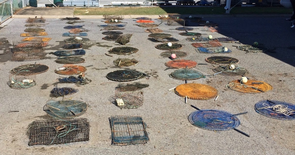 Fisheries Queensland crab pot cleanups Gladstone waters Surfers Paradise Local