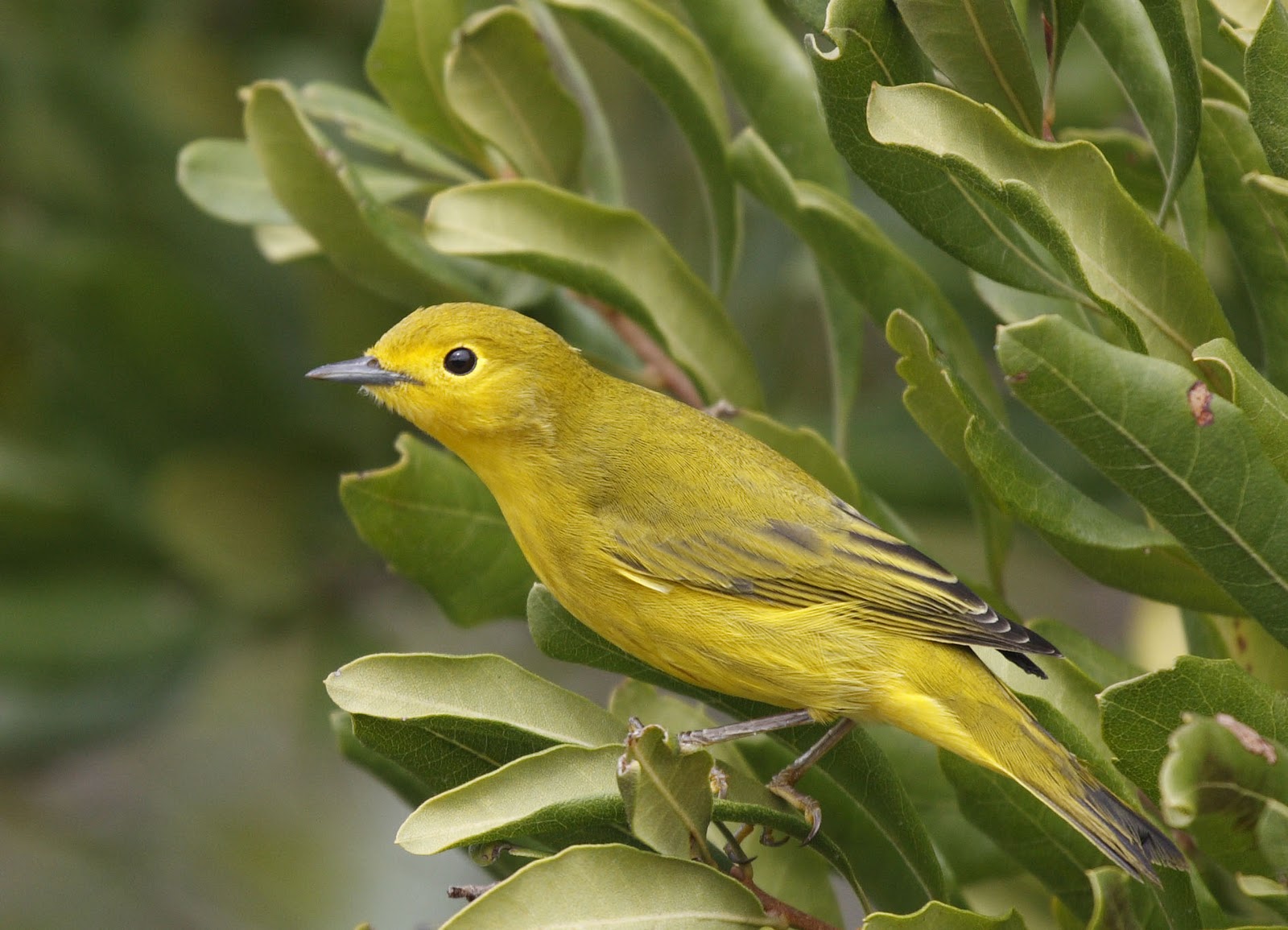Philly Bird Nerd Olivesided Flycatcher 644