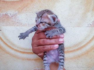 Holding Black Stripe Long Nailed Kittens In The House North Bali Indonesia