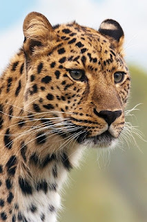 scientist names of leopard