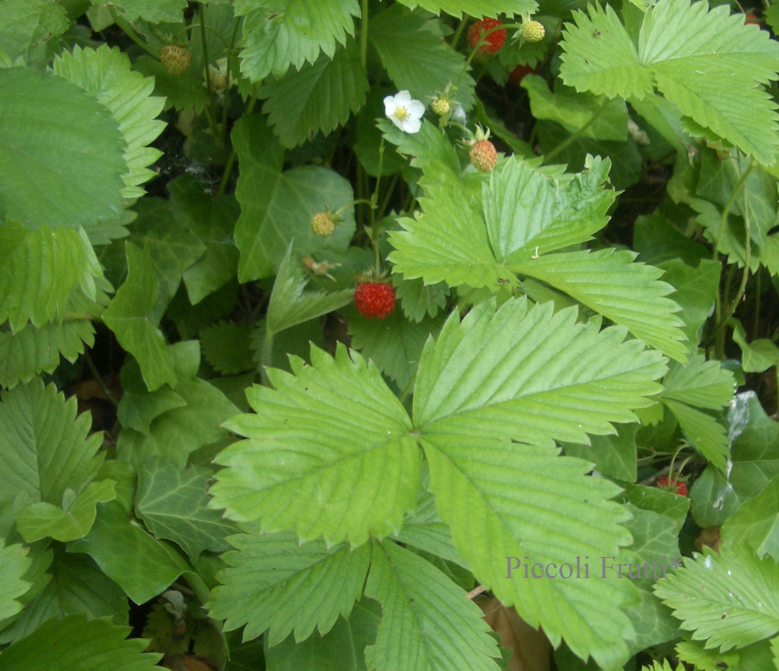 Fragoline Piccoli Frutti: Prime fragoline di bosco