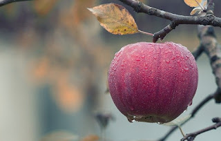 scientist name of apple