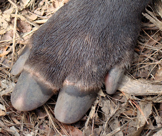 Baird tapirinin ön ayağı