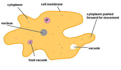 protoza diagram