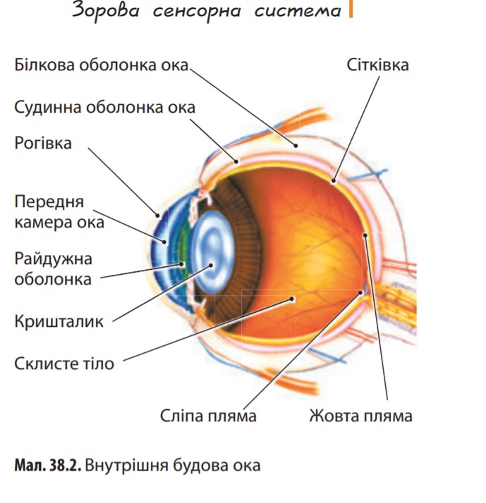 Как называется прозрачная часть белочной оболочки глаза. Белковая оболочка глаза строение. Белковая оболочка в строении глазного яблока. Белочная оболочка глаза склера. Строение глаза склера.
