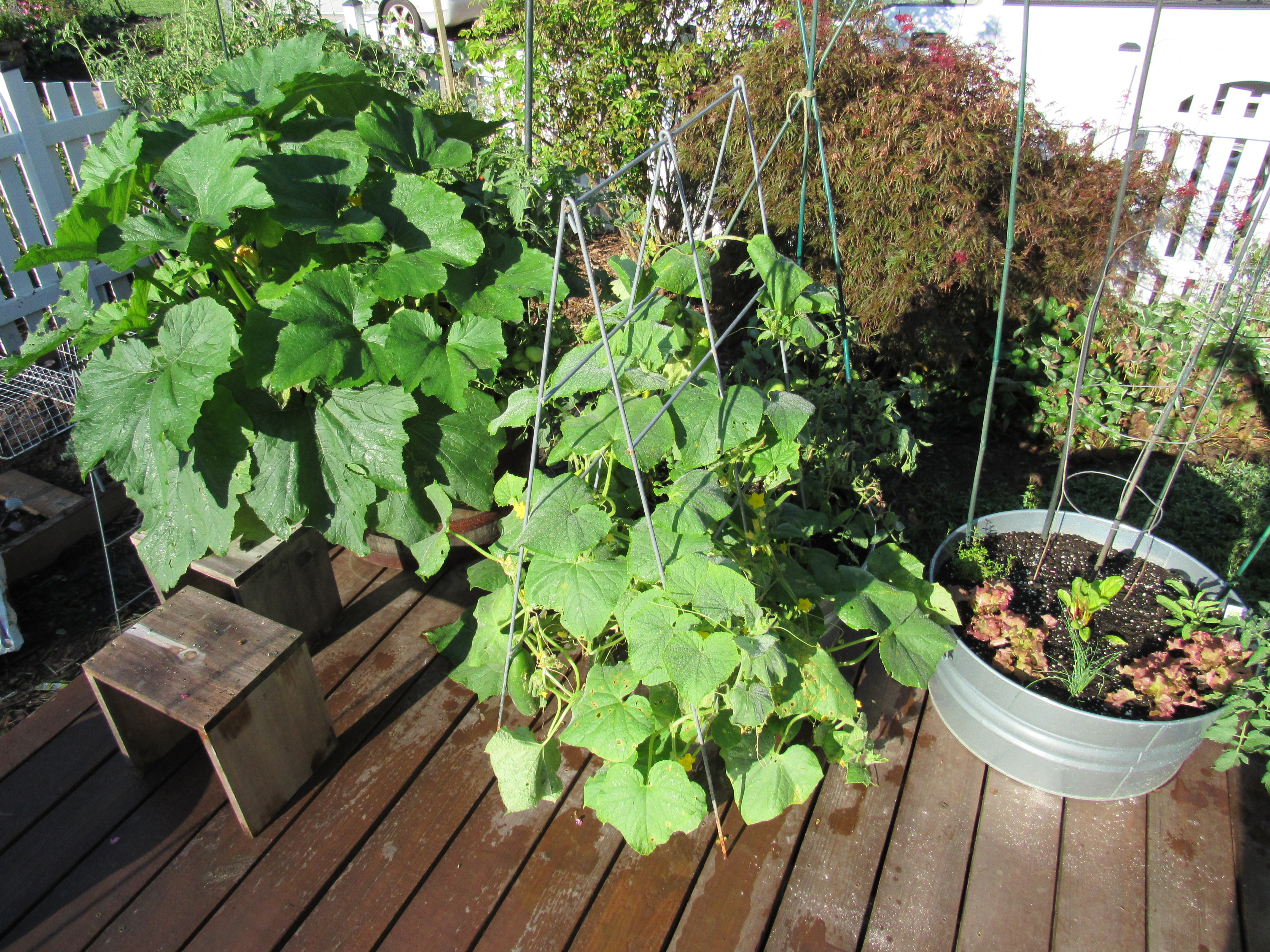 The Rusted Vegetable Garden