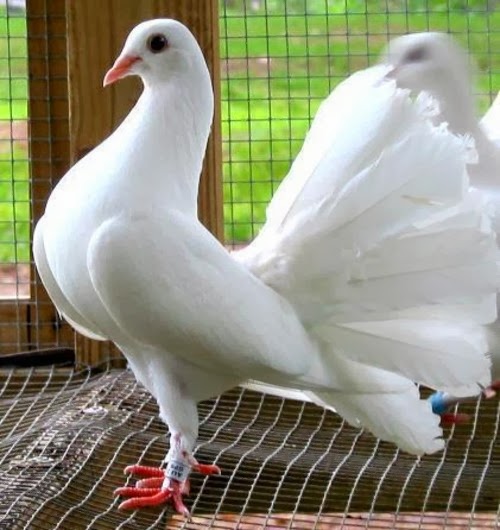 Fantail Pigeon Pets