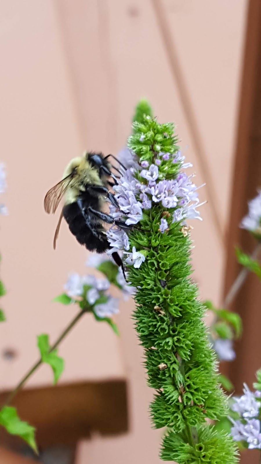 Cindy's Creations Bees and Mint