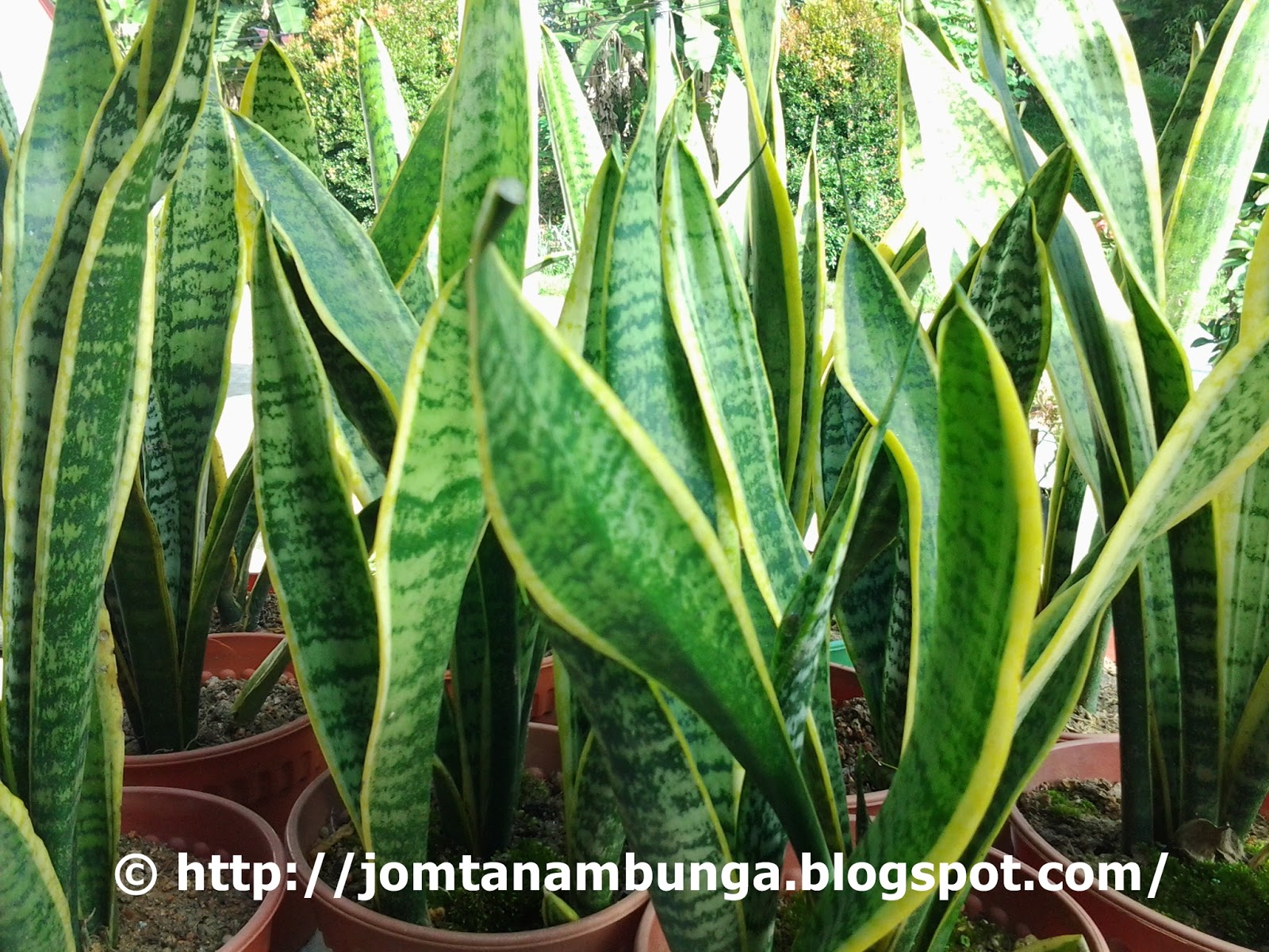 The world : Pokok Bunga Lidah Buaya n jin