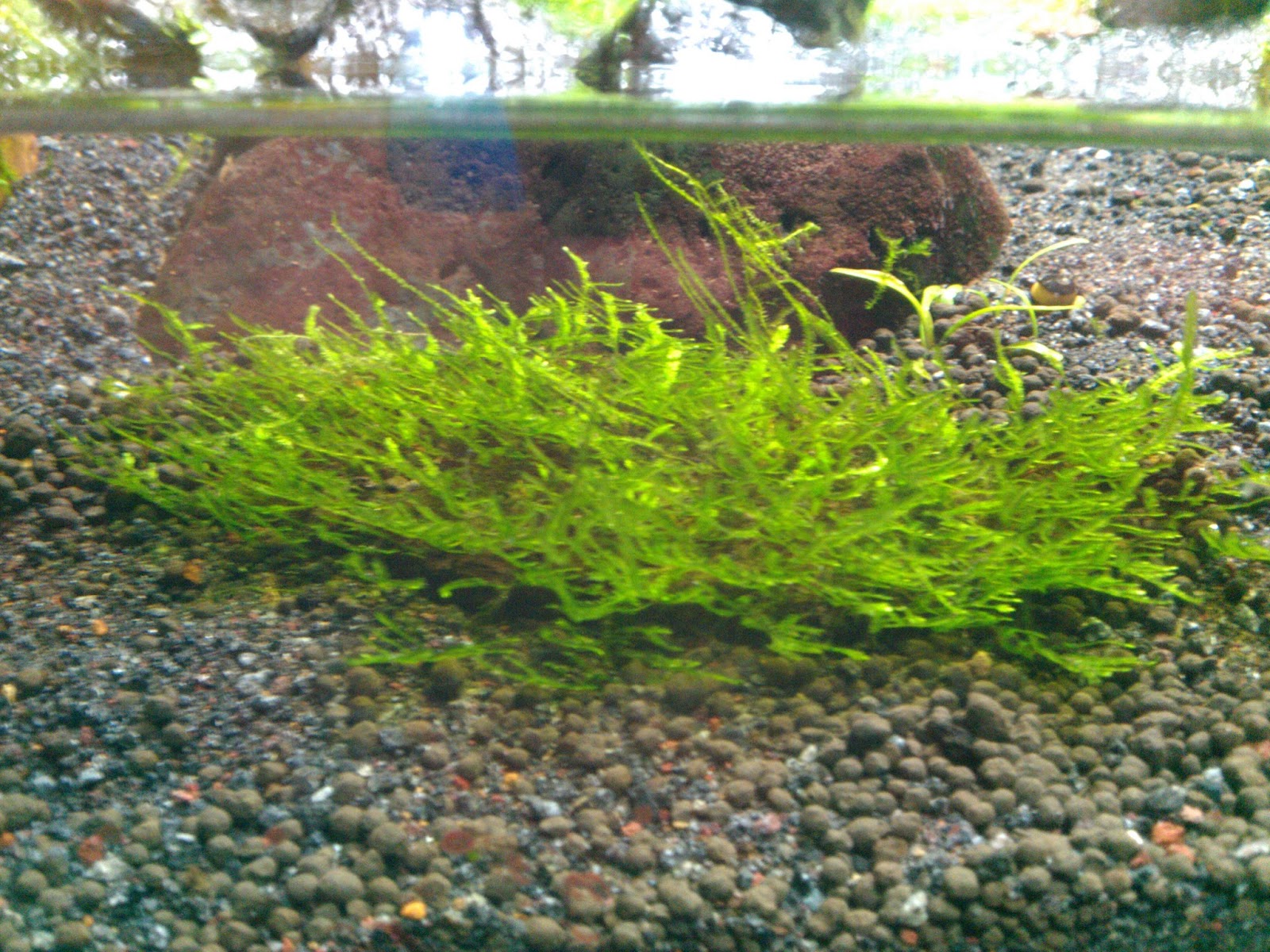 greenleaf splindid aquascape Christmas n mini Christmas moss