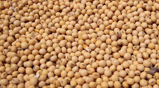 Soybean price Trend depend on rainfall Soybean price Trend depend on rainfall