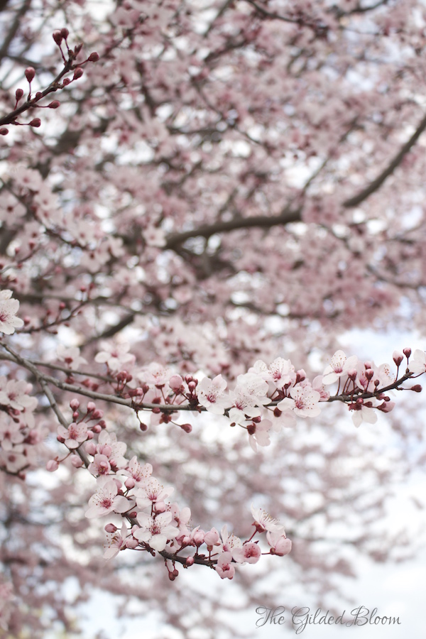 Flowering Plum Trees- www.gildedbloom.com Flowering Plum Trees- www.gildedbloom.com