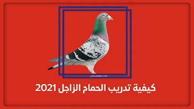 كيفية تدريب الحمام الزاجل 2021