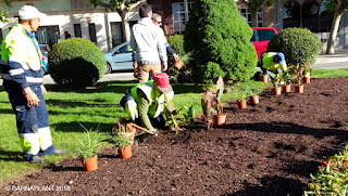 Solución Floral de Arribas Center-Barnaplant en antiguo Banco de España Huesca