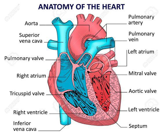 Cardio - Vascular System (Circulatory System) - Yoga and Medical Science