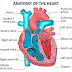 Cardio - Vascular System (Circulatory System)