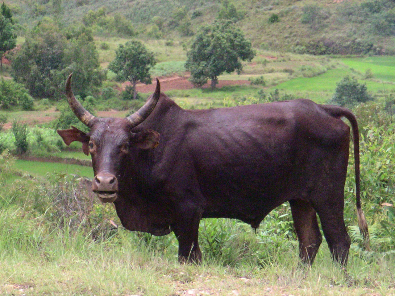 il vento del Sud: Zebù, emblema del Madagascar