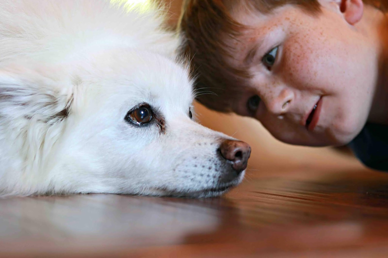 How Do You Pick Up Dog Hair