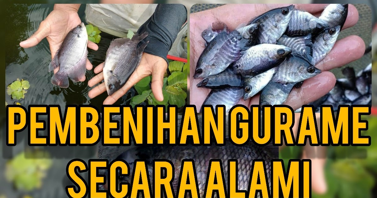 Meningkatkan Produksi Ikan Gurame melalui Pembenihan yang Berkualitas di Cikoneng