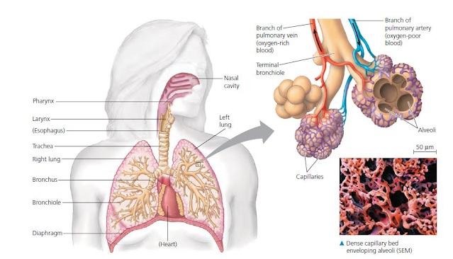 Gambar  . Sistem Respirasi pada Manusia