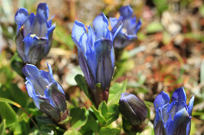 Greeted with Gentian Near Isolation Lake