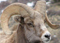 2 jenis domba non-indonesia atau domba yang berasal dari luar negeri