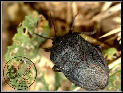 البقة السوداء - بق ورق البطيخ Black Watermelon Bug