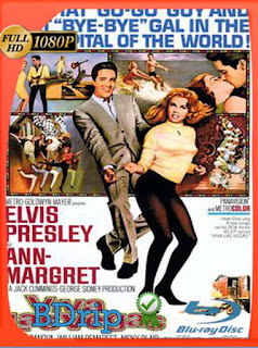 Viva Las Vegas (1964) BDRIP 1080p Latino [GoogleDrive] SXGO