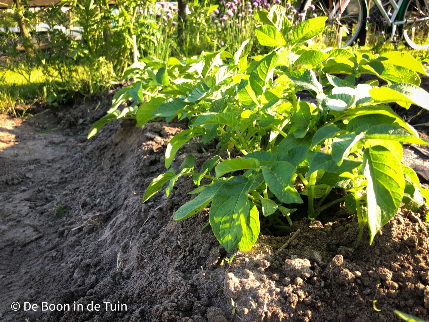 moestuin juni volkstuin zomer aardappel eigenheimer