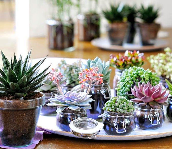 Plantas que llenarán tu hogar de Feng Shui | Decoración