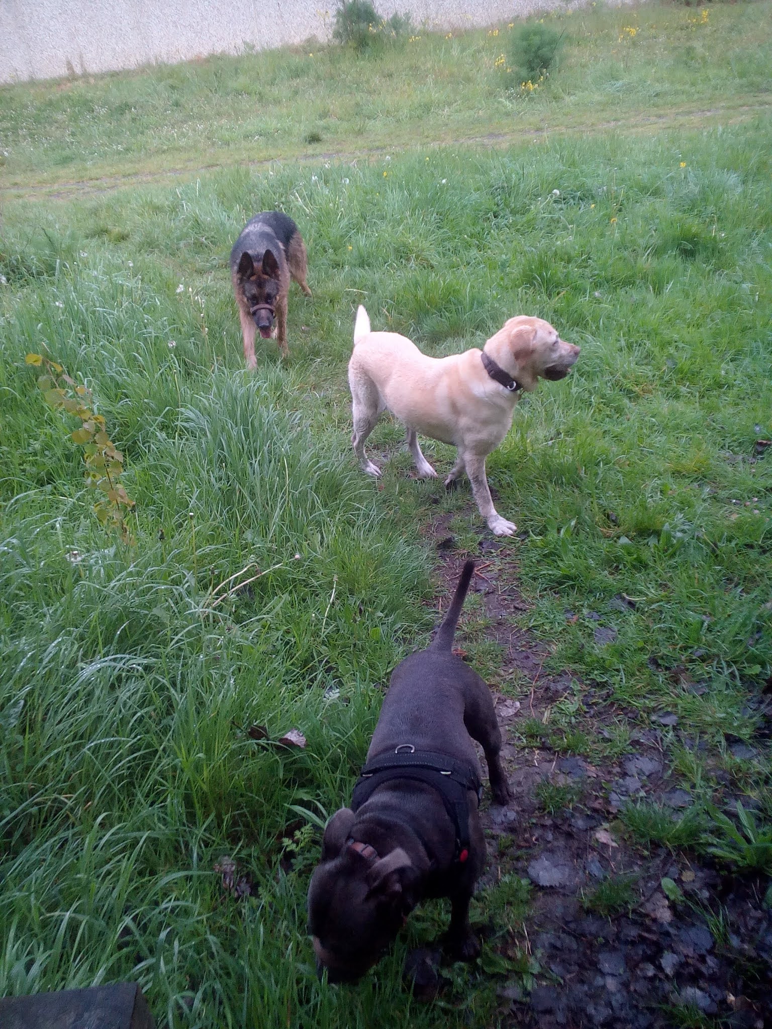 INSURED AND LICENSED DOG WALKER, DOGGY DAY CARE, DOG BOARDING (TW15