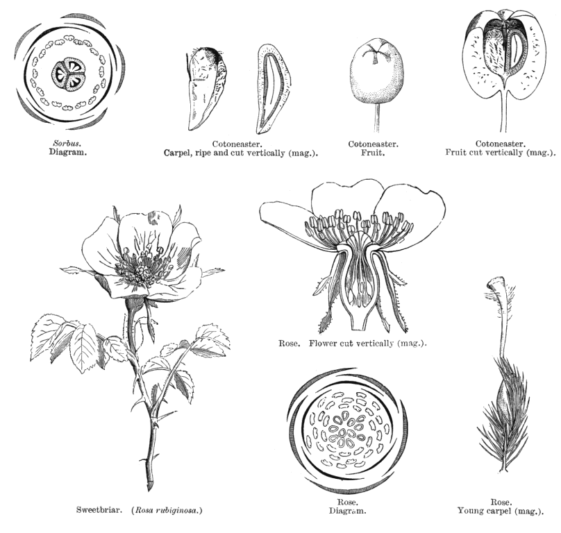PLANT FAMILIES OF PUERTO RICO AND FLORIDA PAPO VIVES: ROSACEAE NÚM 43