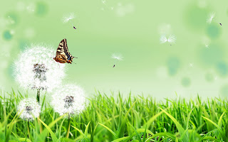 butterfly_nature-wide