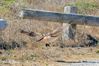 Sharp-shinned Hawk carrying prey - Pt Reyes, CA – Sept. 26, 2016 – Roberta Palmer