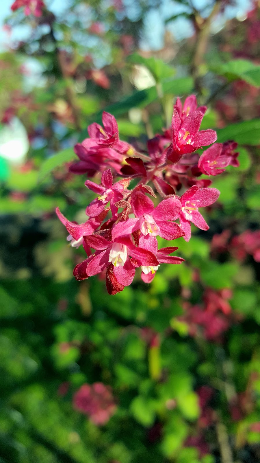 The Wordless or not so Wordless Wednesday Blog Hop.