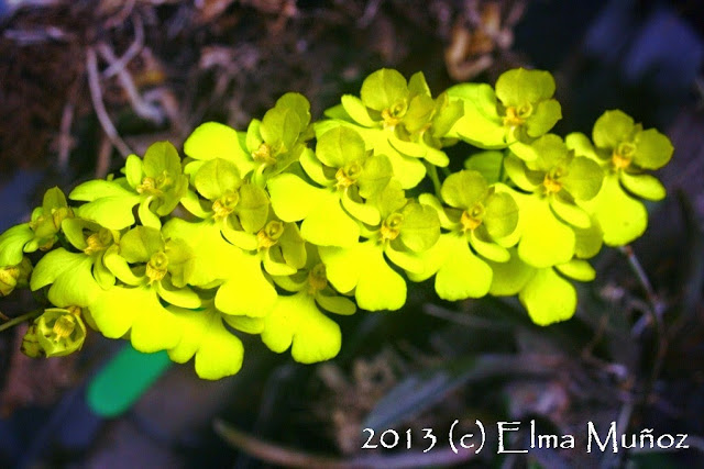 Flor de Oncidium onustum