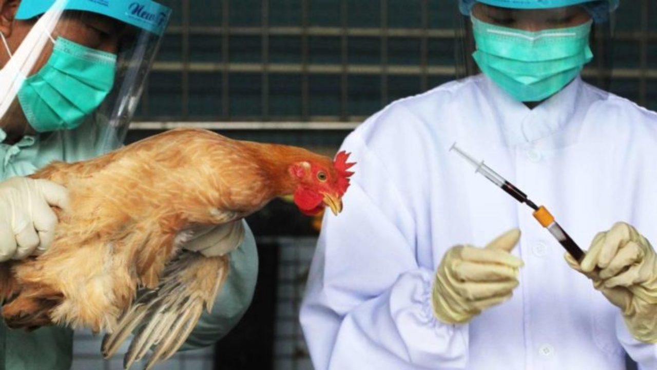 Can Bird flu transmissible to humans?