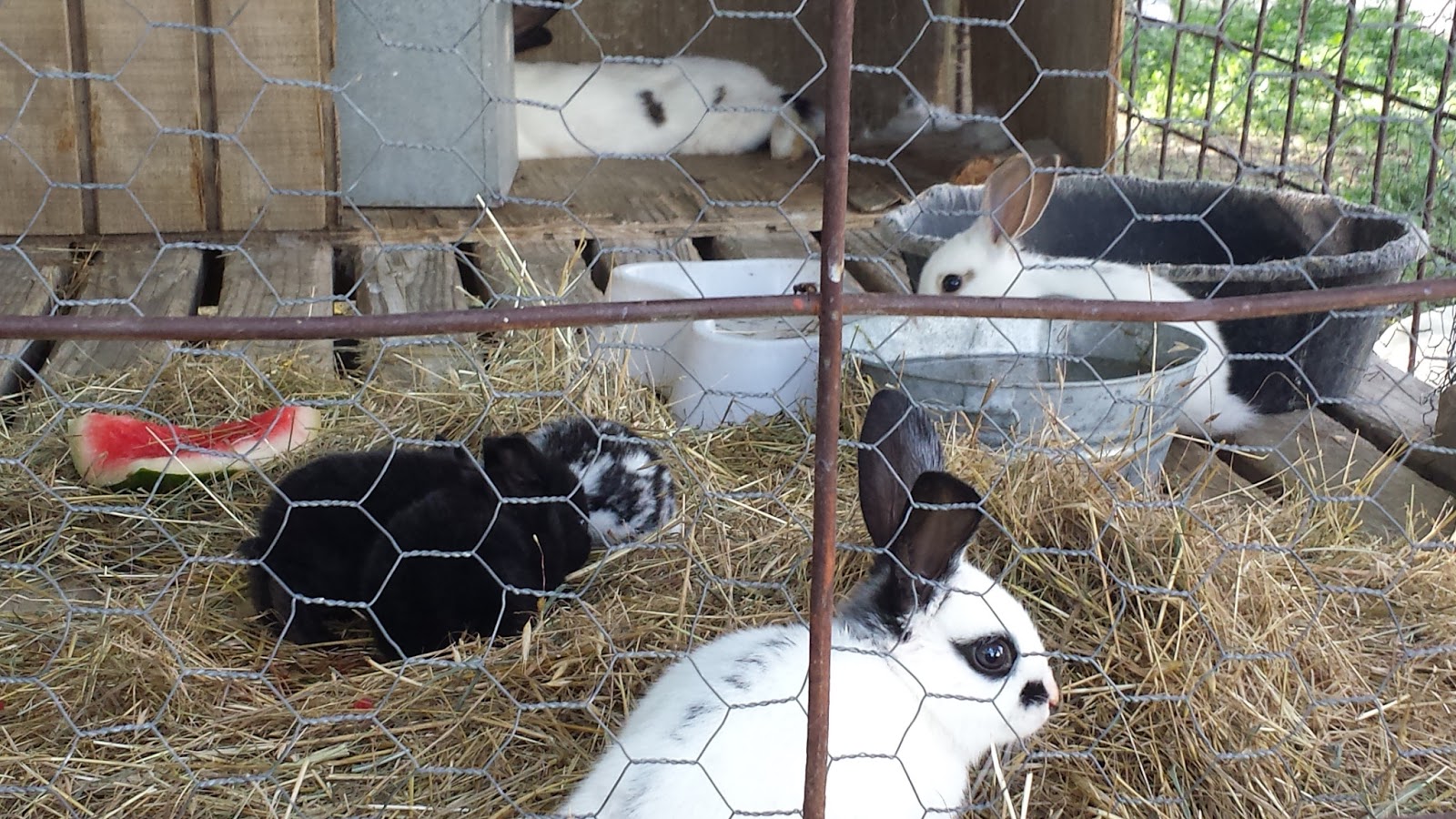 raley family's farm colonizing rabbits