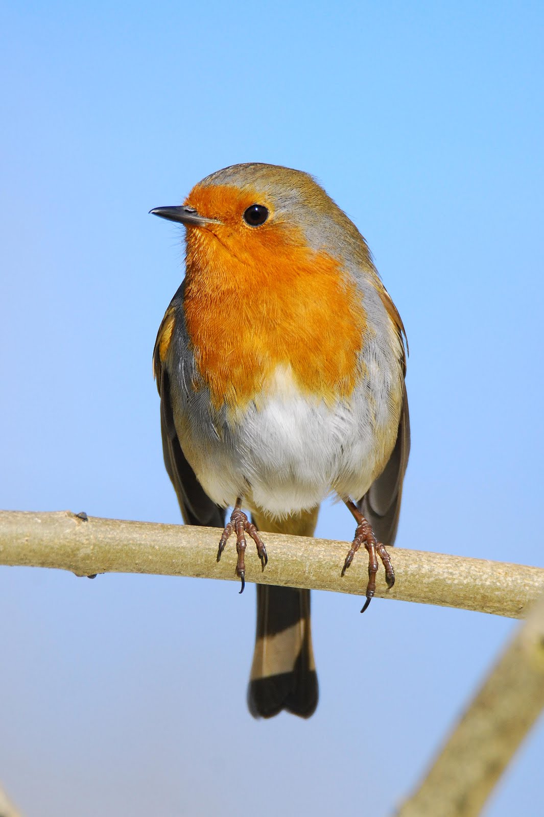 Garden Bird Survey