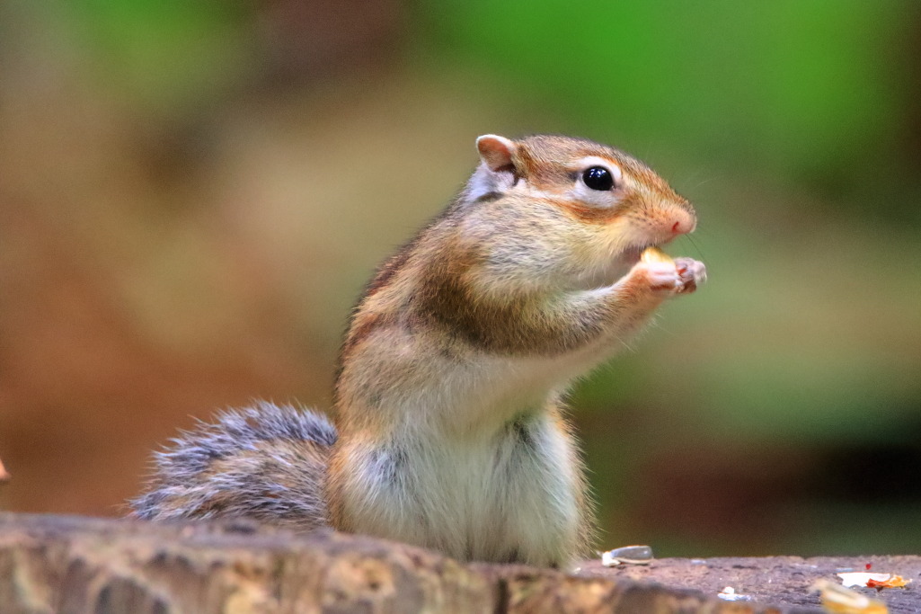 円山公園最強伝説 ぷかぷか雑記帳