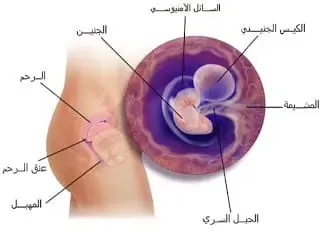 الشهر التاني في الحمل وعلامات الاجهاض