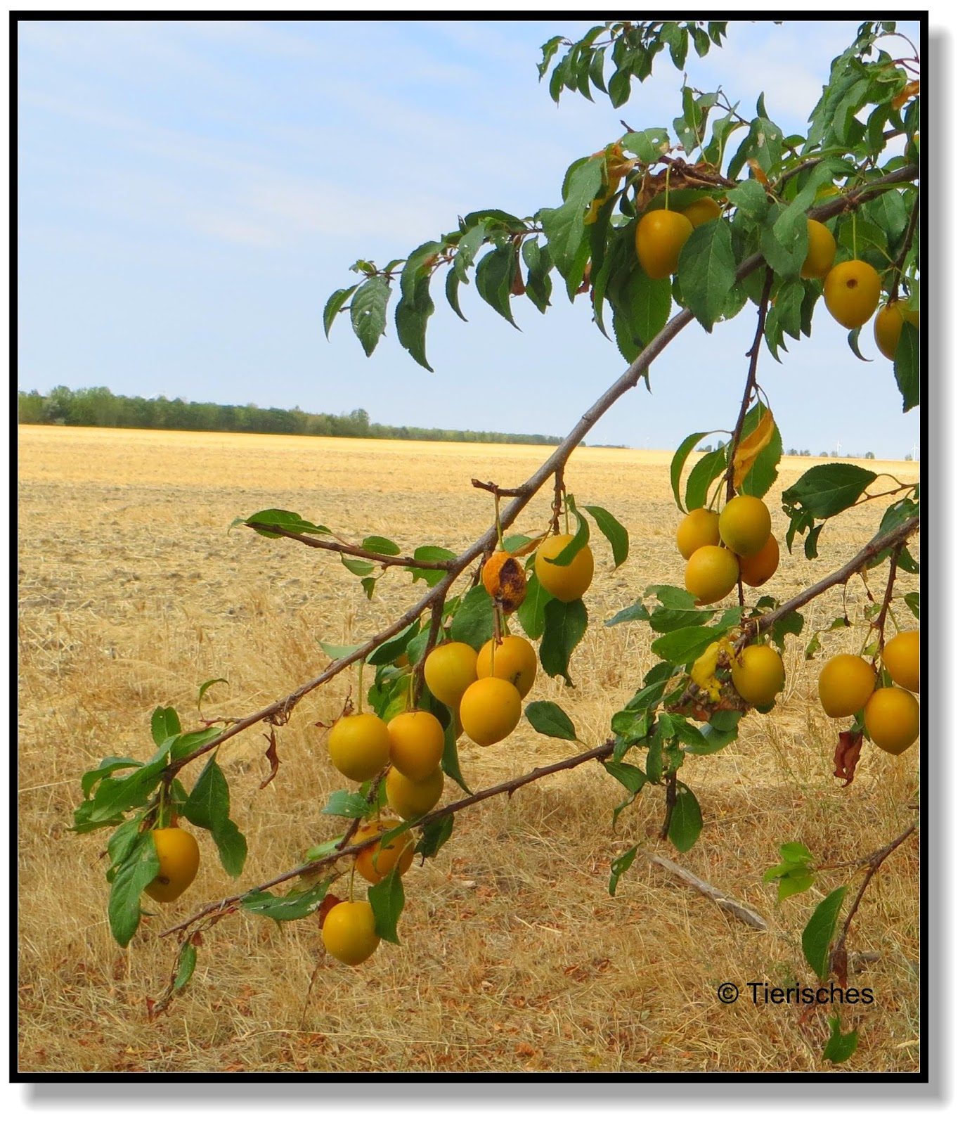 Tierisches Der Tropfen auf dem heißen Stein