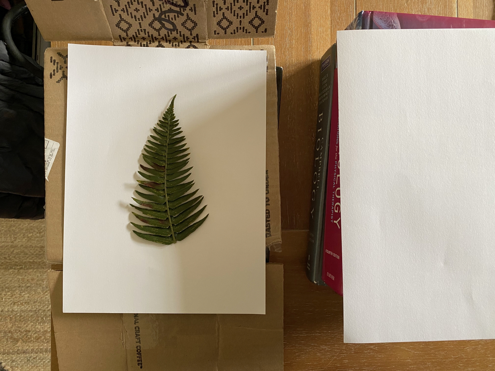 Pressed fern DIY wall art / Create / Enjoy