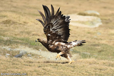 Àguila daurada (Aquila chrysaetos)