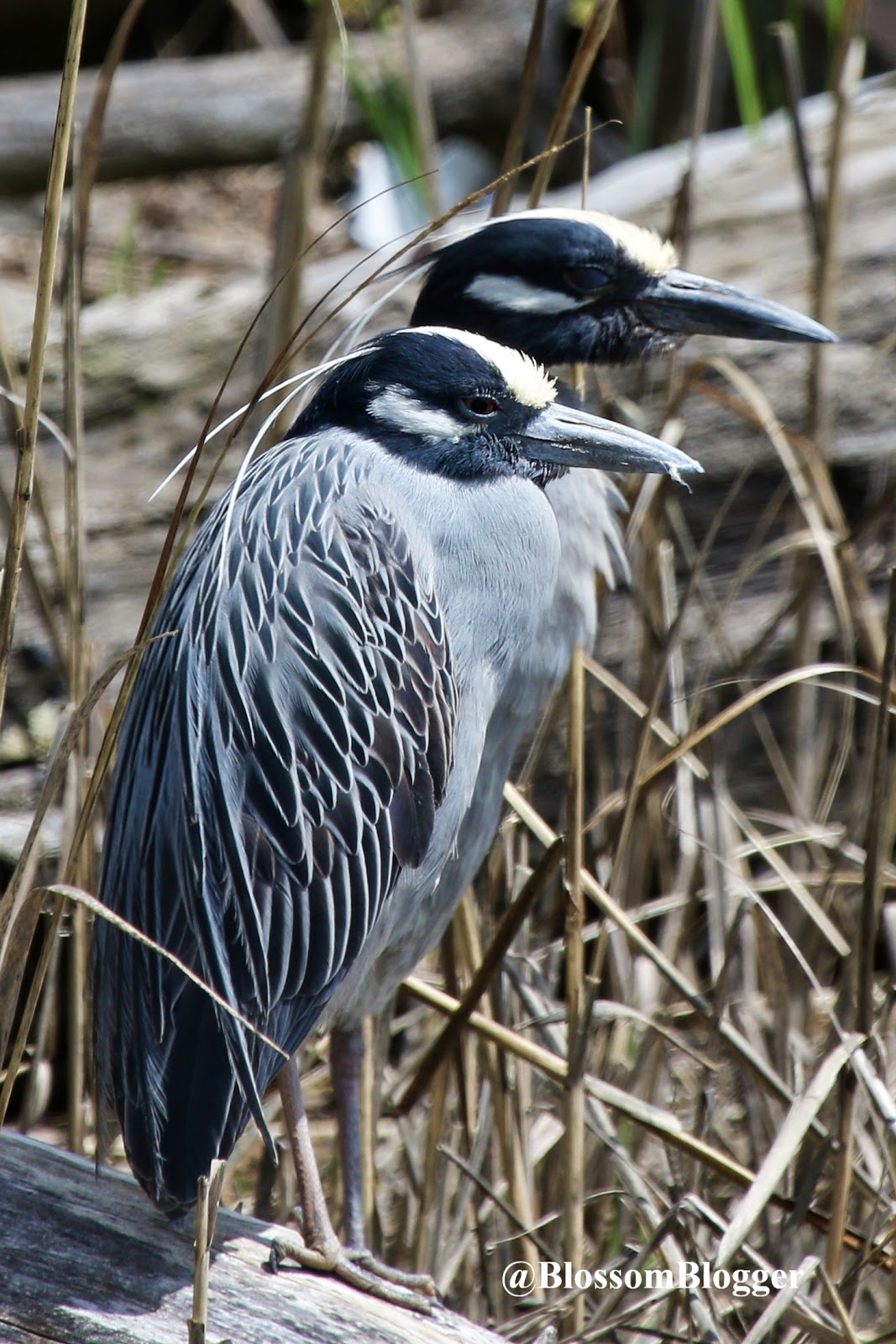 Wooster Square Blossom Blog In these upside down times, Wooster Square