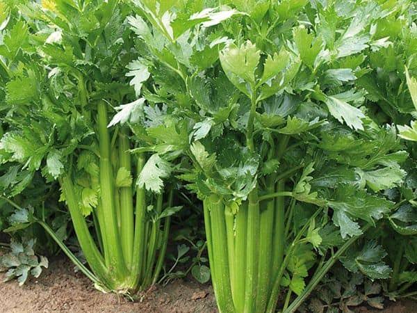 અજમાની ખેતી