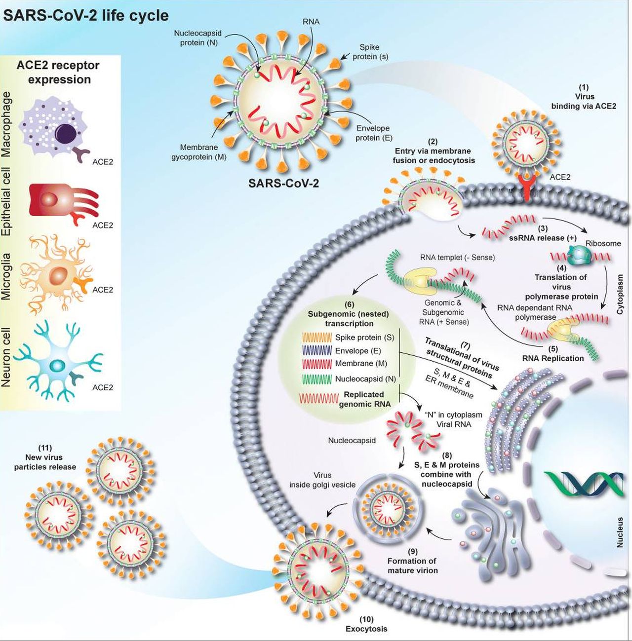 Рнк sars cov 2. РНК вируса SARS-cоv2. Антигенная структура SARS-cov-2. Вирус SARS-cov-2 группа. SARS-cov-2 Life Cycle.